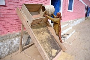 A factory worker spreading the rice crop for drying at a rice warehouse in the outskirts of Larkana City.