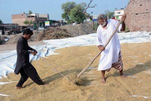 Labourers spreading rice for drying purposes in the field