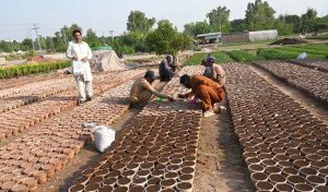 Nursery worker is sowing seeds of seasonal plants and flowers in pots at a nursery in the Federal Capital.