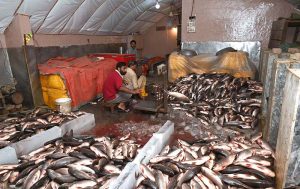 Vendors are busy sorting fish of different weights at their setup.