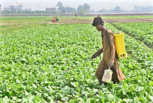A farmer sprays pesticides on his crop to protect it from harmful insects and diseases at his farmland.