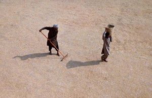 A factory worker spreading the rice crop for drying at a rice warehouse in the outskirts of Larkana City.