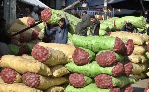 Labourers unloading bags of potatoes and onion from delivery truck at Fruit and Vegetable Market.