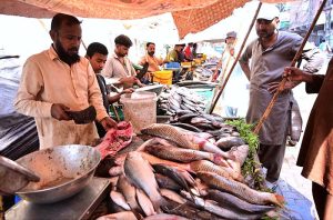 A couple selecting and purchasing fresh fish from vendor at Fakir ka Pir road