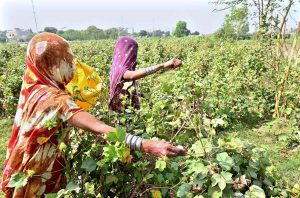 A farmer sprays pesticides on his crop to protect it from harmful insects and diseases at his farmland.