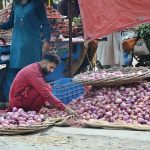 A vendor sorts and cleans fresh onions to attract buyers with the best quality at the vegetable market.