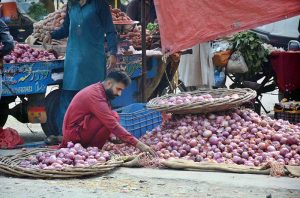 A vendor sorts and cleans fresh onions to attract buyers with the best quality at the vegetable market.