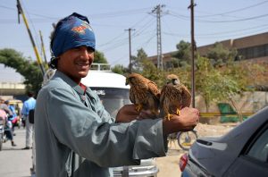 A vendor displaying and selling baby falcons at a roadside stall in the Provincial Capital.