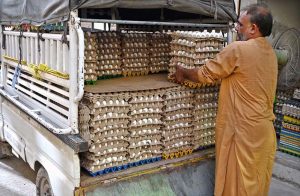 A worker busy in unloading eggs from a delivery vehicle in a local market.