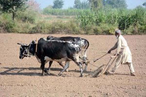 A farmer ploughs and levels his field with the help of bulls to prepare it for the next crop.