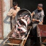 Workers busy loading fish onto a wheelbarrow for delivery to various shops in the local fish market