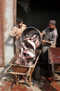 Workers busy loading fish onto a wheelbarrow for delivery to various shops in the local fish market