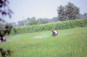 Farmer busy in spreading fertilizer in his farm field.