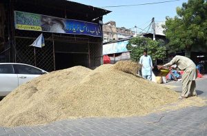 A worker cleaning the Rice crop at "Ghalla Mandi"