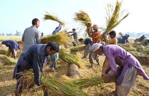 Farmers are threshing the rice crop using traditional methods in a field near the Larkana-Ratodero Road.