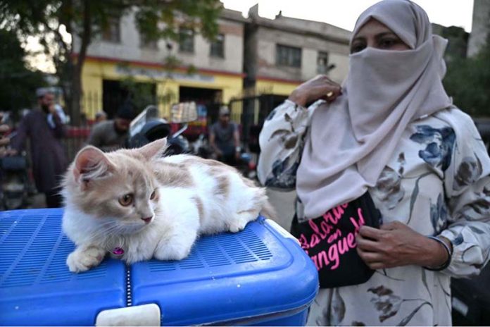 A woman displays a Persian cat for sale at the Saddar Bird Market A woman displays a Persian cat for sale at the Saddar Bird Market