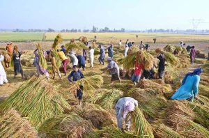 Farmers are threshing the rice crop using traditional methods in a field near the Larkana-Ratodero Road.
