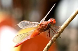 A view of dragonfly sitting on plant at local garden.