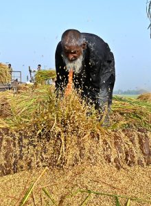 Farmers are threshing the rice crop using traditional methods in a field near the Larkana-Ratodero Road.