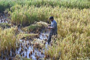 Farmers are threshing the rice crop using traditional methods in a field near the Larkana-Ratodero Road.