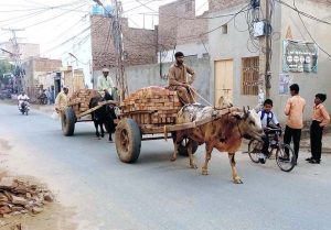 Daily wage laborers ride their bull-carts loaded with bricks on the way to transport them to their destination.