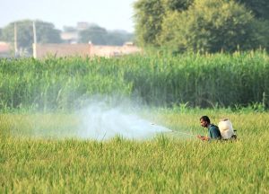 A farmer sprays pesticide on his rice crop to protect it from insects and diseases.