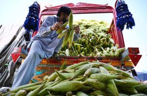 Laborer busy in offloading corn cobs from the delivery van at Lahori Chowk.