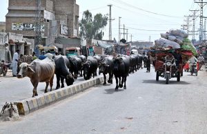 A herd of buffaloes wandering freely at Rice Canal Road creating hurdle in flow of traffic and needs the attention of concerned Authorities.