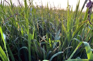 A spider sits at the heart of its intricate web woven among green crops, as morning dew glistens like pearls on the fine silk threads in the soft light of dawn.