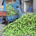 A labourer unloads fresh corn cobs from a truck at a local market, marking the arrival of the new harvest.