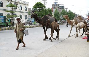 An elderly vendor selling camel milk while moving along the road with his camels.