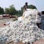 The cotton yield stocked at houses of farmers is now being brought to cotton market