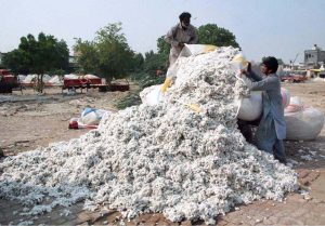 The cotton yield stocked at houses of farmers is now being brought to cotton market
