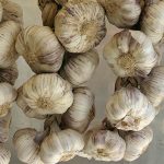 Advisory for farmers of garlic crops