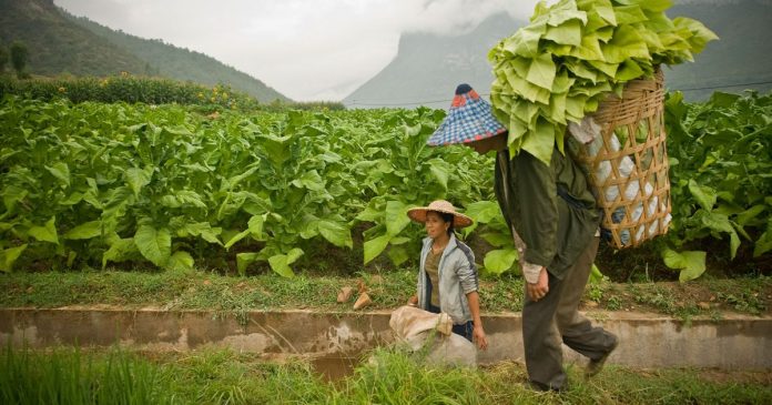 Chinese farmers