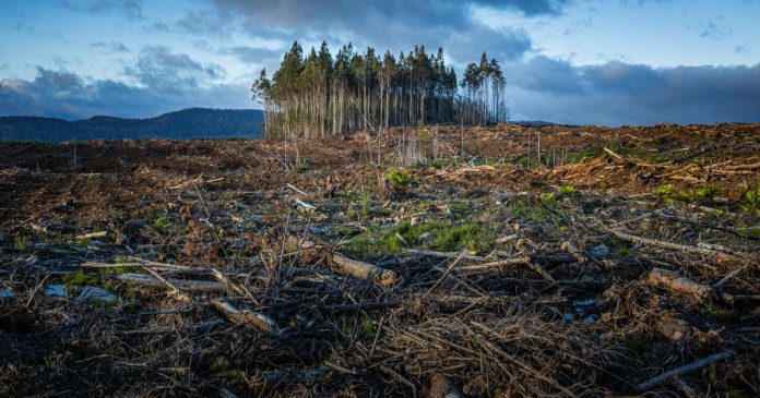 Illegal tree cutting
