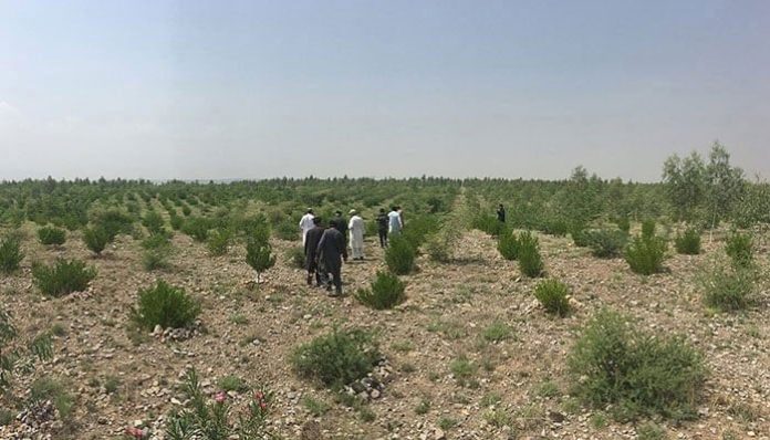 KP anti-corruption recovers commercial land worth Rs95mM in Malakand