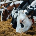 Punjab’s livestock drive empowers women future