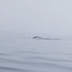 Citizen science boosts WWF-Pakistan’s efforts to protect whales along the coast