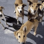 Residents' demands intensified action against stray dogs