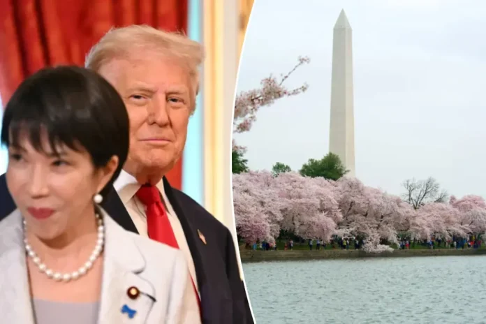 Takaichi Trump cherry trees