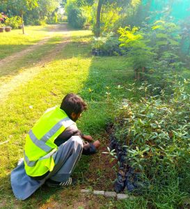 PHA Rawalpindi drives green transformation with self-sustained nurseries, beautification projects