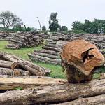 Magistrate sentences timber smugglers to three years’ imprisonment