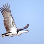 Whispers of winter: Houbara Bustards return to Pakistan’s welcoming skies