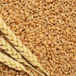 Punjab reviews wheat drive as certified seed use rises 25%
