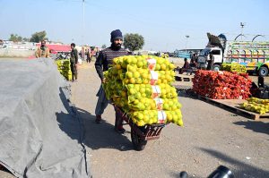 A labourer transporting sacks filled with orange on a wheelbarrow at the fruit market in the Federal Capital.