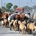 Women shepherds guide a herd of sheep and cow across the Larkana-Dadu Road near PTS.