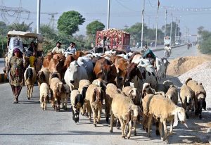 Women shepherds guide a herd of sheep and cow across the Larkana-Dadu Road near PTS.
