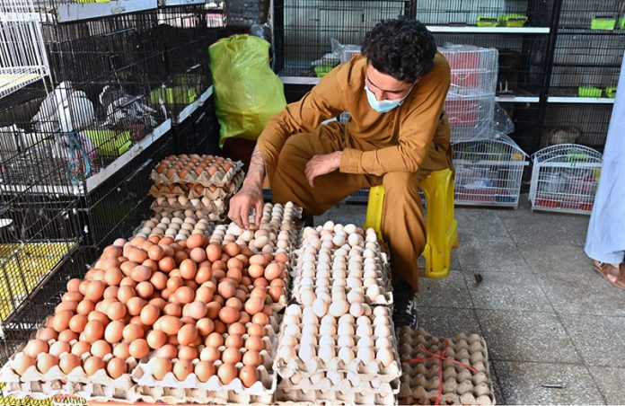 A vendor displaying eggs to attract the customers at H-9 Weekly Bazaar in Federal Capital