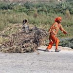 An elderly woman is pulling dried branches from trees for firewood along Bypass Road.